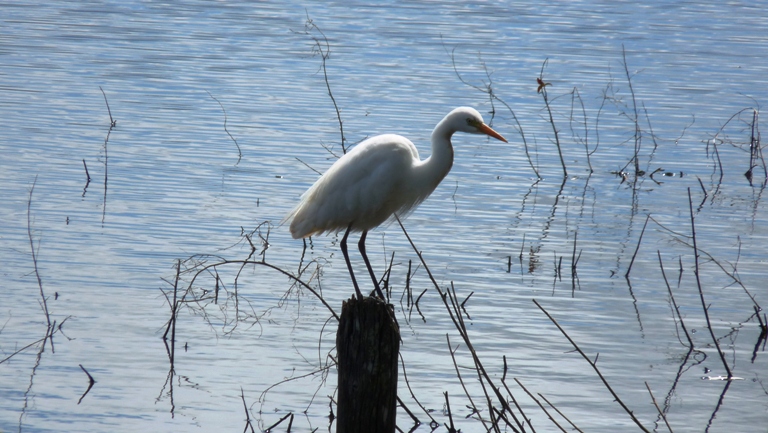 Egret an Hasties Swamp